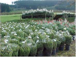 Kerstbomen Afhaalcentrum Bunde <br>(bij Meerssen, Maastricht)